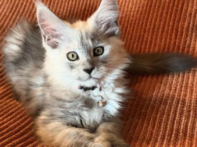 Opal Light Blue Smoke - Maine Coon - Gallery Photo #1