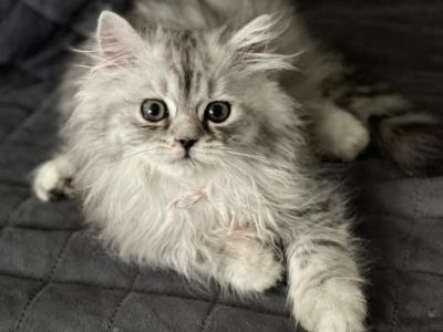 Mars - British Shorthair - Gallery Photo #1