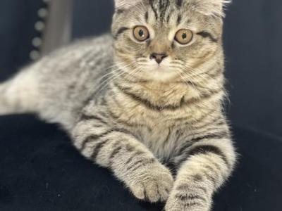 Sofia - British Shorthair - Gallery Photo #1