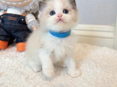 Marshmallow - Ragdoll - Gallery Photo #1