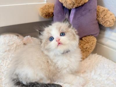 Remy - Ragdoll - Gallery Photo #1
