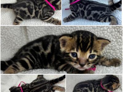 DaisysLitter - Bengal - Gallery Photo #1