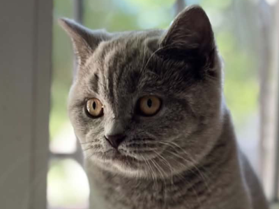 Ummi - British Shorthair - Gallery Photo #1