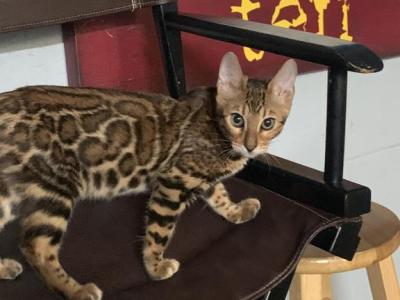 Majestic - Bengal - Gallery Photo #1