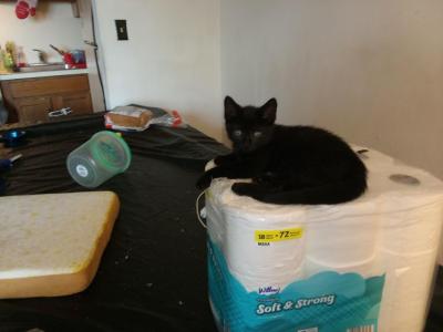 Biggie And Junior - Domestic - Gallery Photo #1