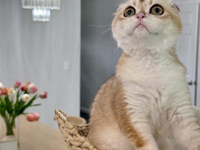 Dolores - Scottish Fold - Gallery Photo #1