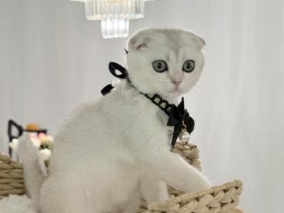 Teddy - Scottish Fold - Gallery Photo #1