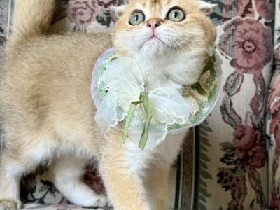 Winnie - Scottish Fold - Gallery Photo #1