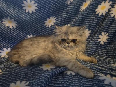 Litter A - Persian - Gallery Photo #1