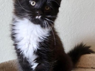 Space Litter - Maine Coon - Gallery Photo #1