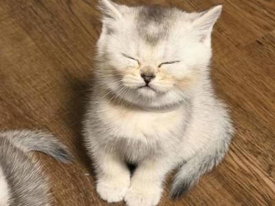 Whitey - British Shorthair - Gallery Photo #1