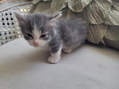 Louise - Munchkin - Gallery Photo #1