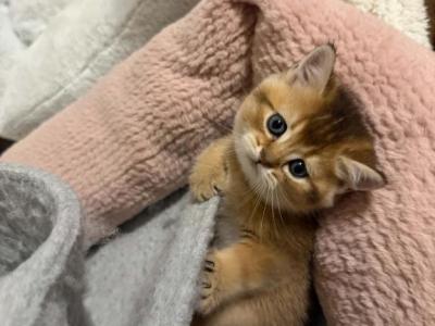 Advie - British Shorthair - Gallery Photo #1