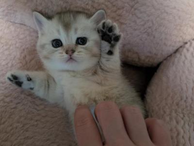 Piggie - British Shorthair - Gallery Photo #1