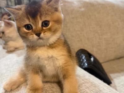 Mintie - British Shorthair - Gallery Photo #1