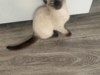 Nico - Siamese - Gallery Photo #1