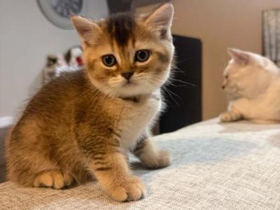 Gray - British Shorthair - Gallery Photo #1