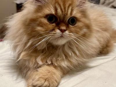 Little Z - Persian - Gallery Photo #1