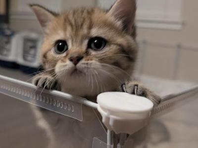 Tigris - British Shorthair - Gallery Photo #1