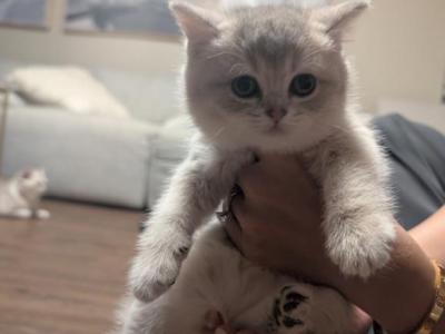 Donut - British Shorthair - Gallery Photo #1