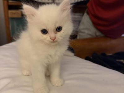 Frozen Princess - Persian - Gallery Photo #1