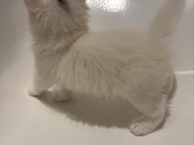 Dash - Persian - Gallery Photo #1