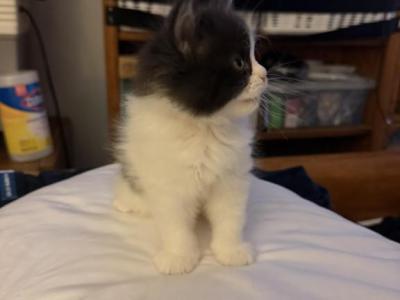 Batman - Persian - Gallery Photo #1