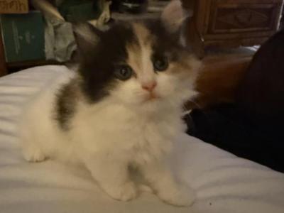 Lucky Princess - Persian - Gallery Photo #1
