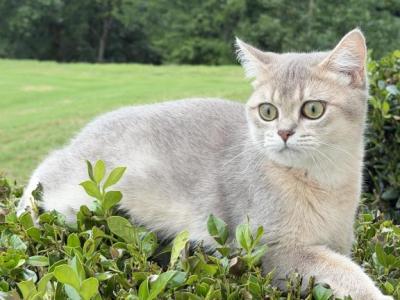 Cedric - British Shorthair - Gallery Photo #1