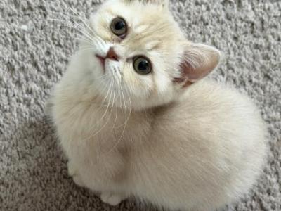 Ben DNA Verified Fawn Golden - British Shorthair - Gallery Photo #1