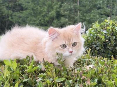 Biscuit DNA Verified Lilac Golden - British Shorthair - Gallery Photo #1