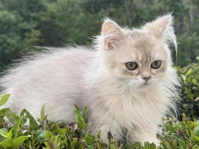 Burberry Fluffy - British Shorthair - Gallery Photo #1