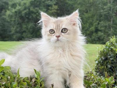 Burberry Fluffy - British Shorthair - Gallery Photo #1