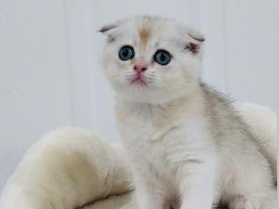 Lilac - Scottish Fold - Gallery Photo #1