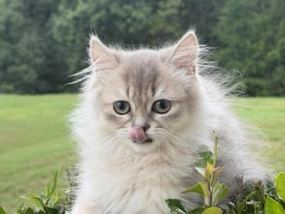 Bruno Longhair - British Shorthair - Gallery Photo #1