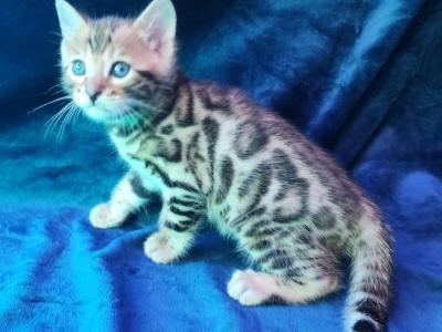 Koda Brown Rosetted Male Bengal Kitten For Sale - Bengal - Gallery Photo #1