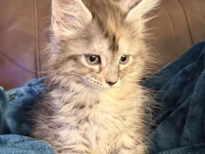 Polydactyl Maine Coon - Maine Coon - Gallery Photo #1