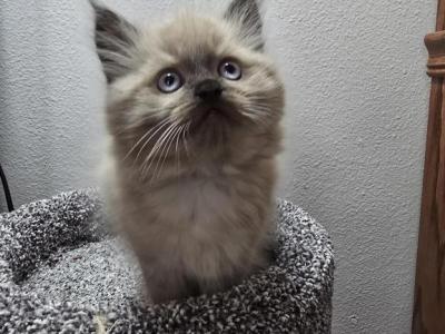 Dark Blue Collard - Ragdoll - Gallery Photo #1