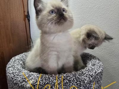 Yellow Collar - Ragdoll - Gallery Photo #1
