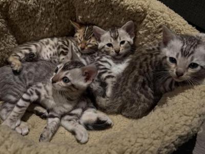 JuneLittee - Bengal - Gallery Photo #1