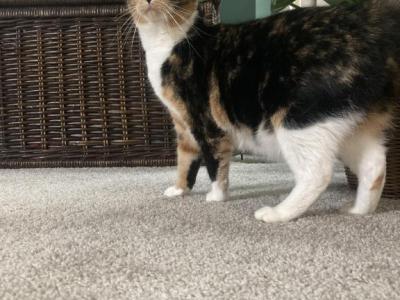 Fresh Step - Domestic - Gallery Photo #1
