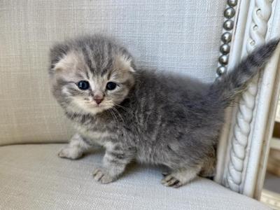 Scottish Fold Gray Female - Scottish Fold - Gallery Photo #1
