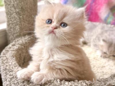 Patriot - Persian - Gallery Photo #1