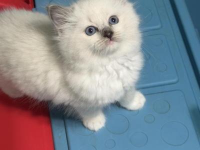 Danis Litter  Milwaukee - Ragdoll - Gallery Photo #1