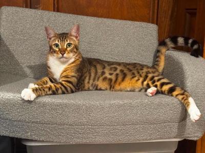 Bengalese Male Kitten Rehoming - Bengal - Gallery Photo #1