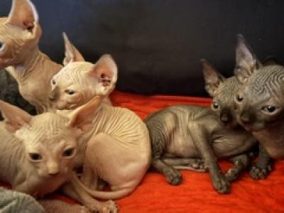 Sake's Litter 2 - Sphynx - Gallery Photo #1