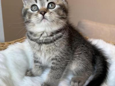 British Shorthair Male - British Shorthair - Gallery Photo #1