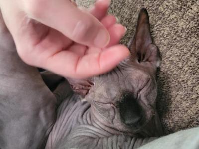 Black Male - Sphynx - Gallery Photo #1