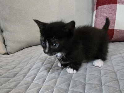 Cleo 1 - Munchkin - Gallery Photo #1