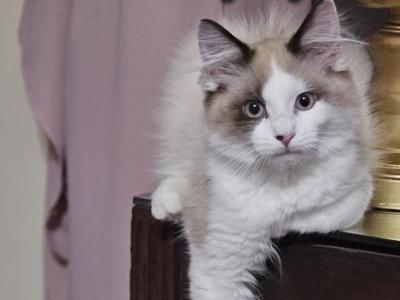 Enchanting Pheonix - Ragdoll - Gallery Photo #1